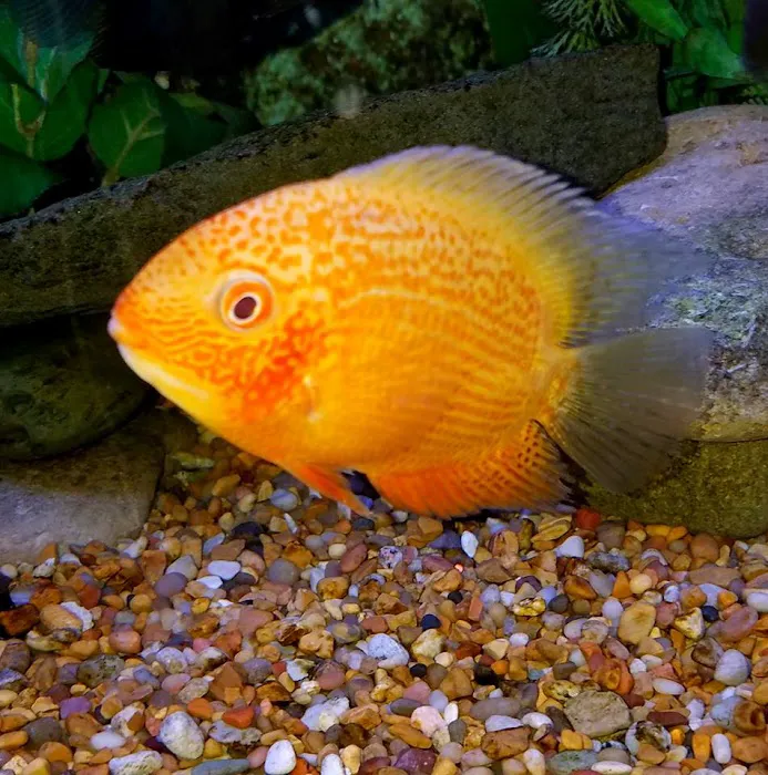 Blue Hook Aquatics Picture 9