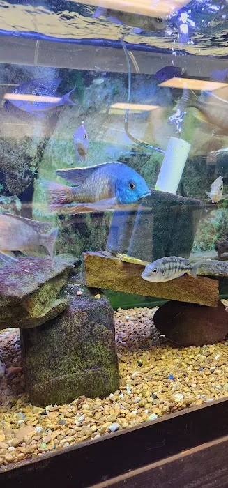 Blue Hook Aquatics Picture 2