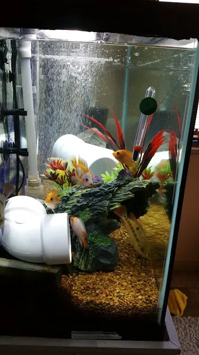 Blue Hook Aquatics Picture 3