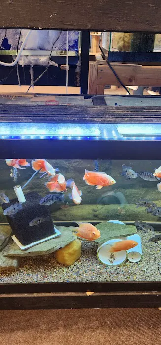 Blue Hook Aquatics Picture 4