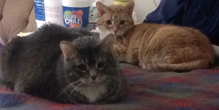Oak Hills Animal Hospital Picture 4