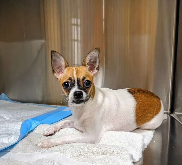 Grove Veterinary Clinic Picture 7