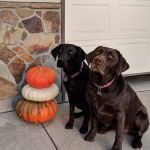 Grove Veterinary Clinic