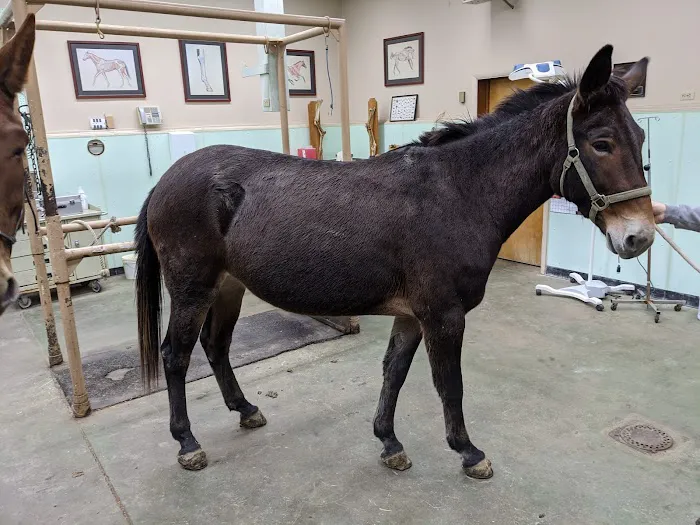 Grove Veterinary Clinic Picture 2