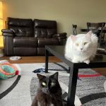 Animal Care Clinic