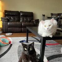 Animal Care Clinic ico