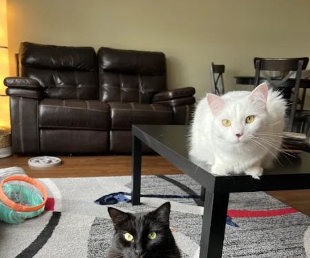Animal Care Clinic