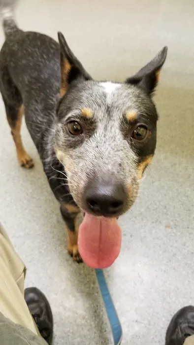 Animal Care Clinic Picture 10