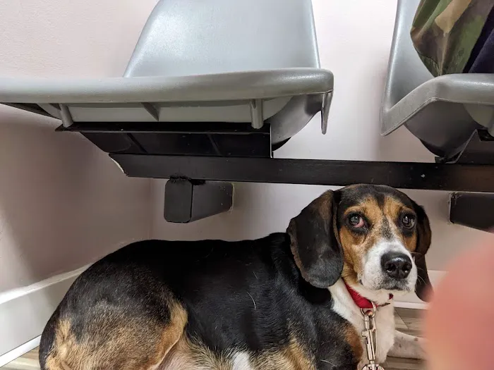 Animal Care Clinic Picture 6