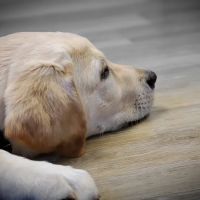 Oxford Veterinary Hospital ico