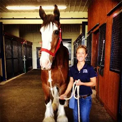 Caesars Entertainment Equine Specialty Hospital Picture 3