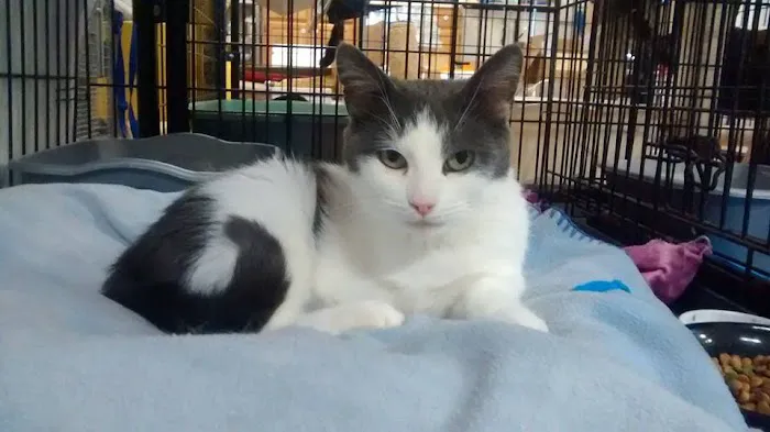 Animal Care Alliance Picture 10