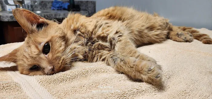 Animal Care Alliance Picture 4