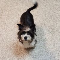 Animal Hospital of Richmond ico
