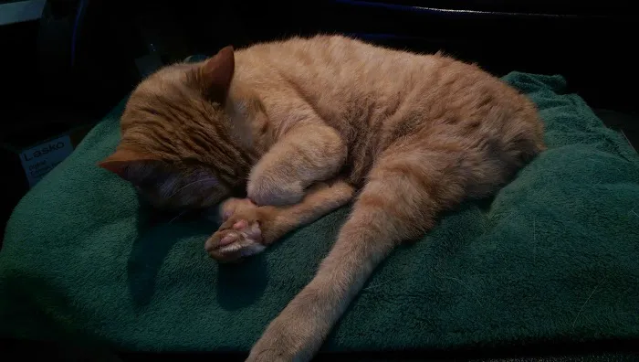 Animal Hospital of Richmond Picture 9