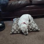 Logue's TLC Pet Hospital, LLC