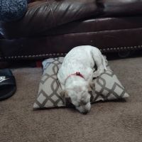Logue's TLC Pet Hospital, LLC ico