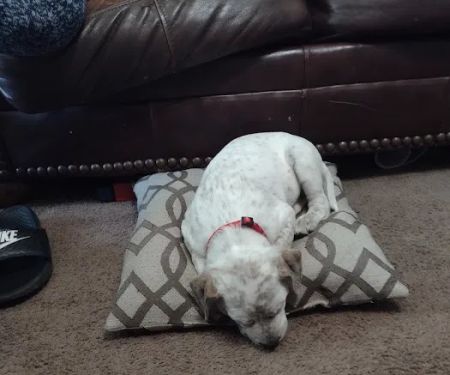 Logue's TLC Pet Hospital, LLC