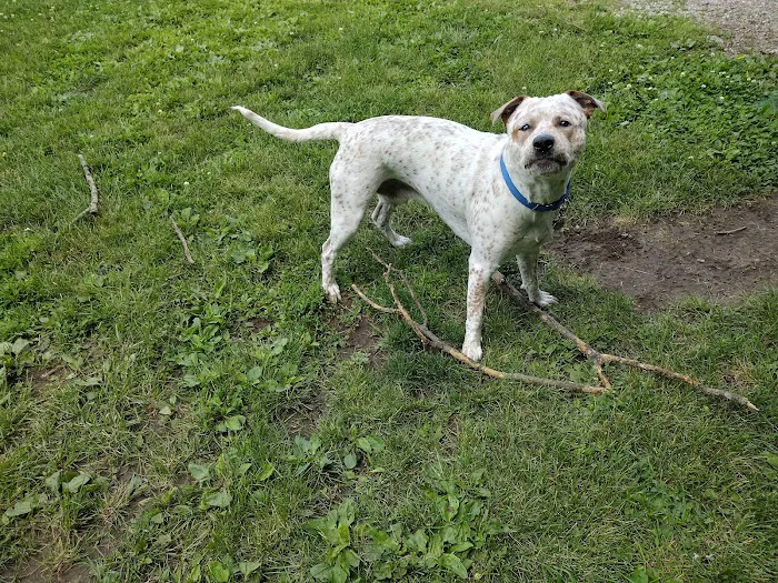 Logue's TLC Pet Hospital, LLC Picture 6