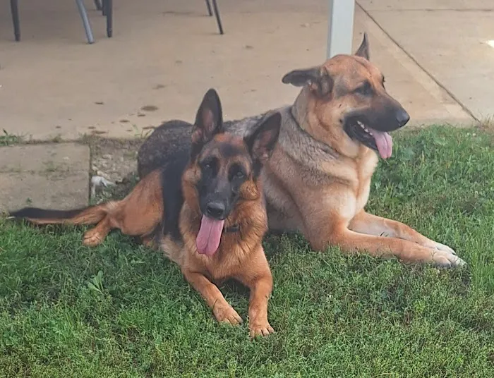 Logue's TLC Pet Hospital, LLC Picture 8