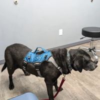 Monfort Heights Animal Clinic ico
