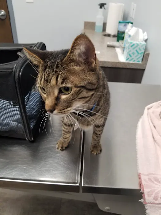 Monfort Heights Animal Clinic Picture 5