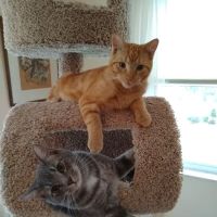 Covedale Pet Hospital ico