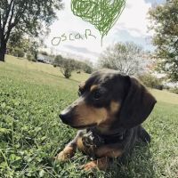 Plantation Veterinary Clinic ico