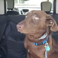 Hilltop Veterinary Services Office ico