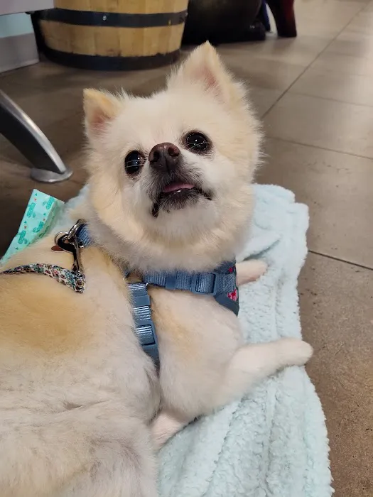 East Side Animal Hospital Picture 8