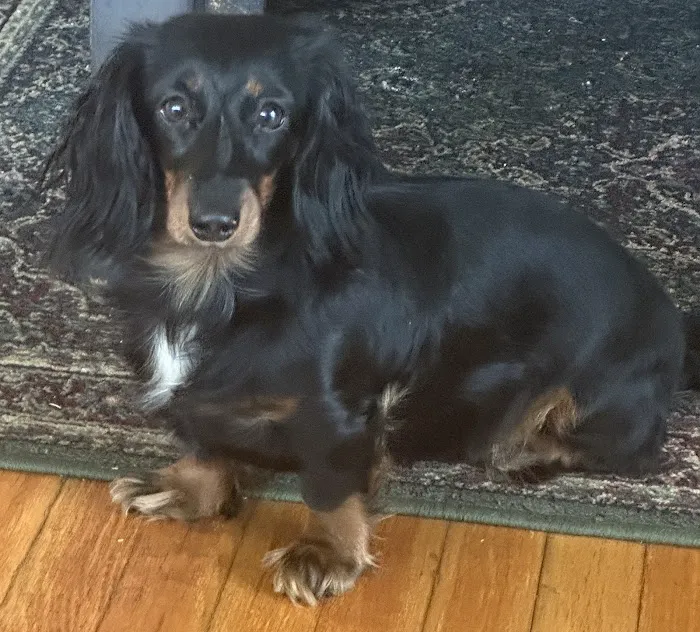 Kentuckiana Animal Clinic Picture 9