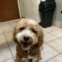 Kentuckiana Animal Clinic ico