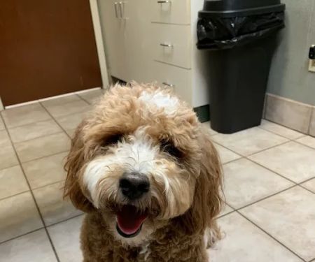 Kentuckiana Animal Clinic