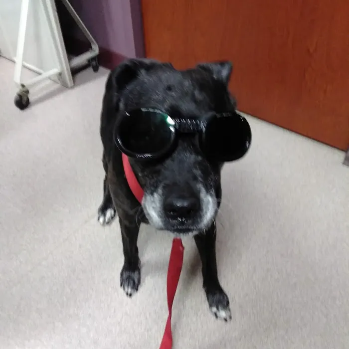Animal Hospital South Inc Picture 8