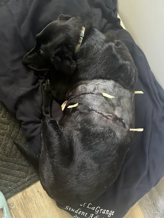 Animal Hospital South Inc Picture 1