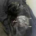 Animal Hospital South Inc