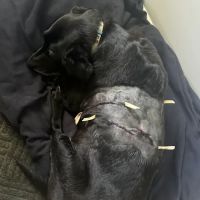 Animal Hospital South Inc ico