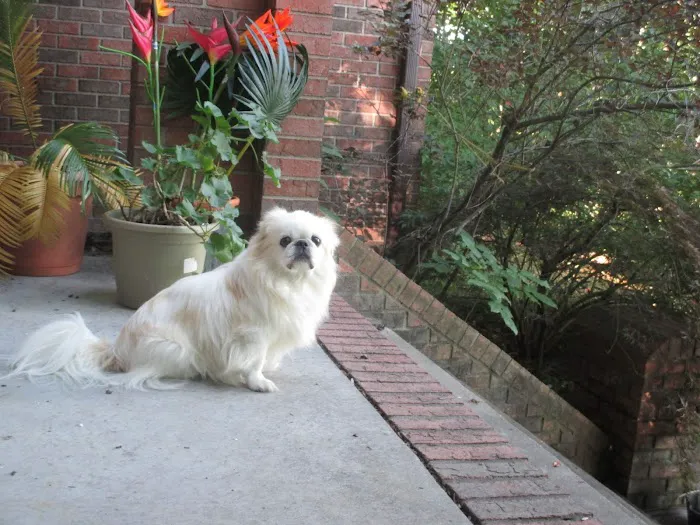 Animal Hospital South Inc Picture 2