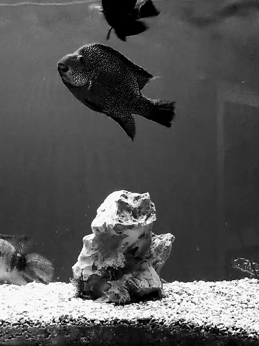 My Fish Doctor Picture 1
