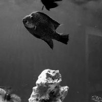 My Fish Doctor ico