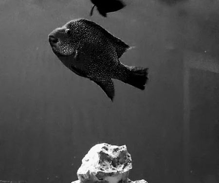 My Fish Doctor