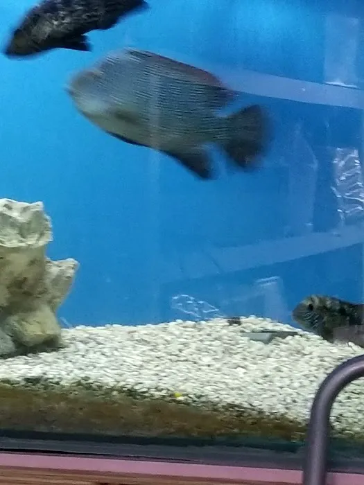 My Fish Doctor Picture 7