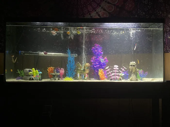 My Fish Doctor Picture 6