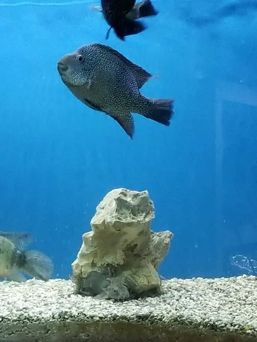 My Fish Doctor Picture 5