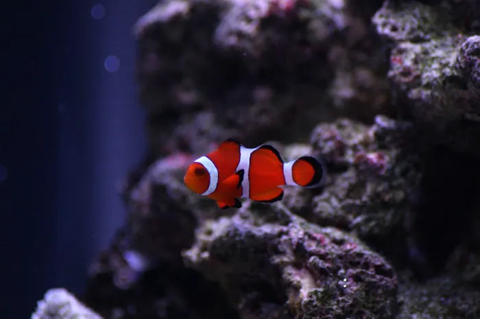 My Fish Doctor Picture 10