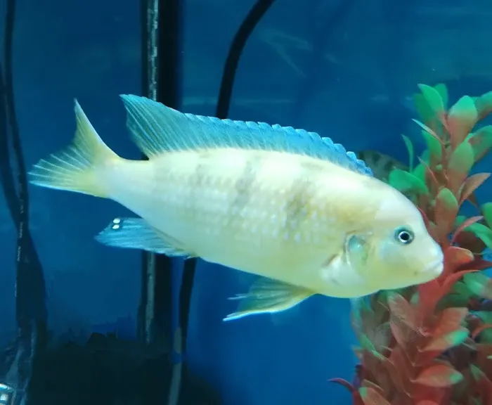 My Fish Doctor Picture 2