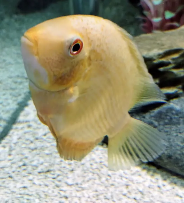 My Fish Doctor Picture 3