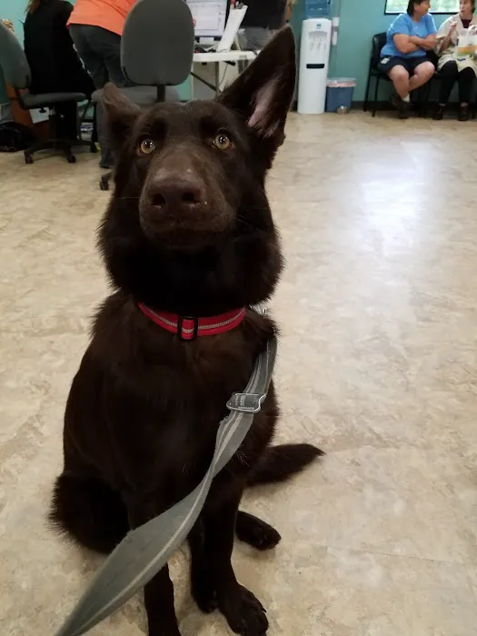 Wills Animal Hospital Picture 1