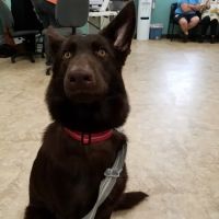 Wills Animal Hospital ico