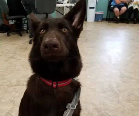 Wills Animal Hospital